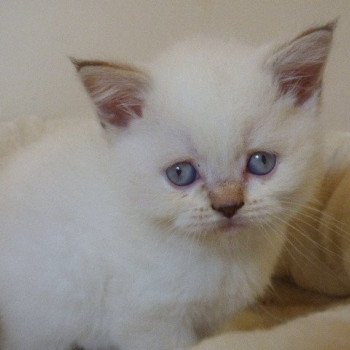 British Shorthair A Vendre Annonces Et Eleveurs Dans Votre Region