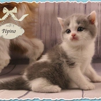 British Shorthair A Vendre Annonces Et Eleveurs Dans Votre Region