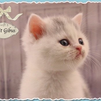 British Shorthair A Vendre Annonces Et Eleveurs Dans Votre Region