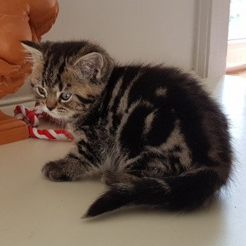 British Shorthair A Vendre Annonces Et Eleveurs Dans Votre Region