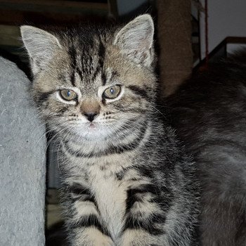 British Shorthair A Vendre Annonces Et Eleveurs Dans Votre Region