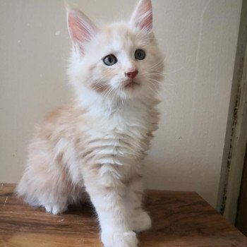 Munchkin Chat A Vendre Get Images