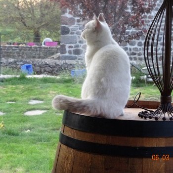 British Shorthair A Vendre Annonces Et Eleveurs Dans Votre Region
