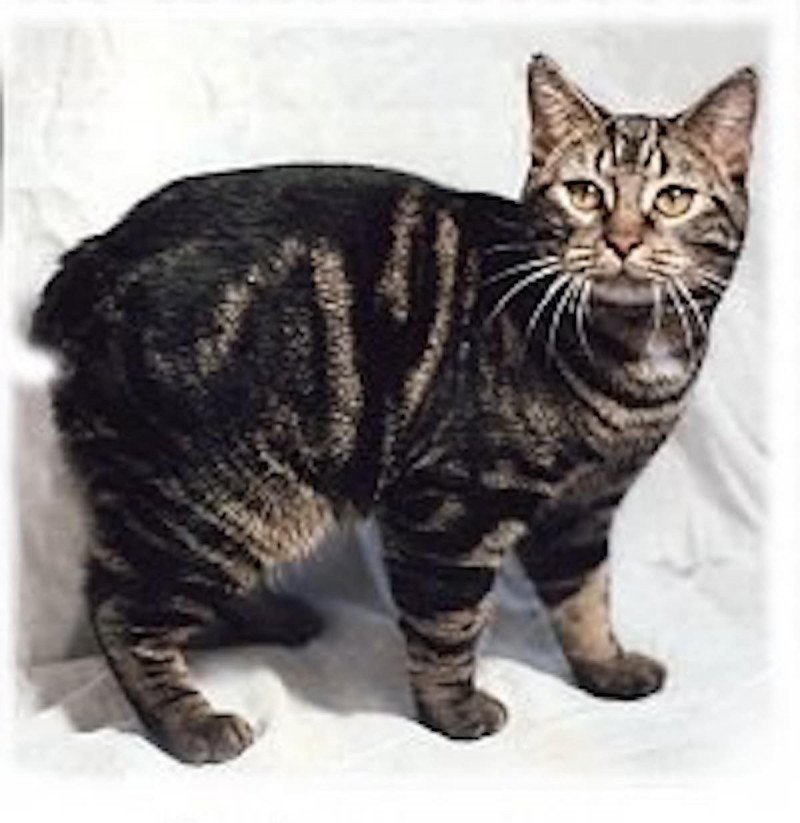 2016ManxCatFEAT2 AgAuNEWS